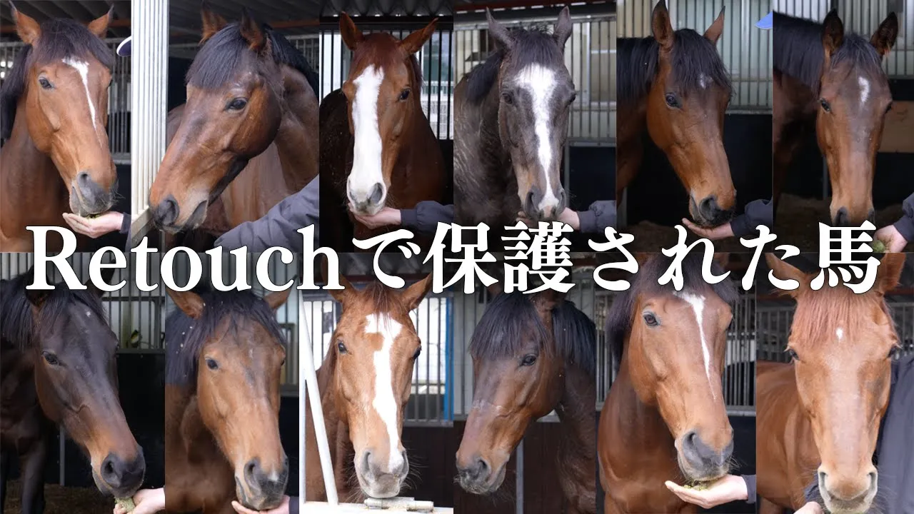 Retouchで保護された馬