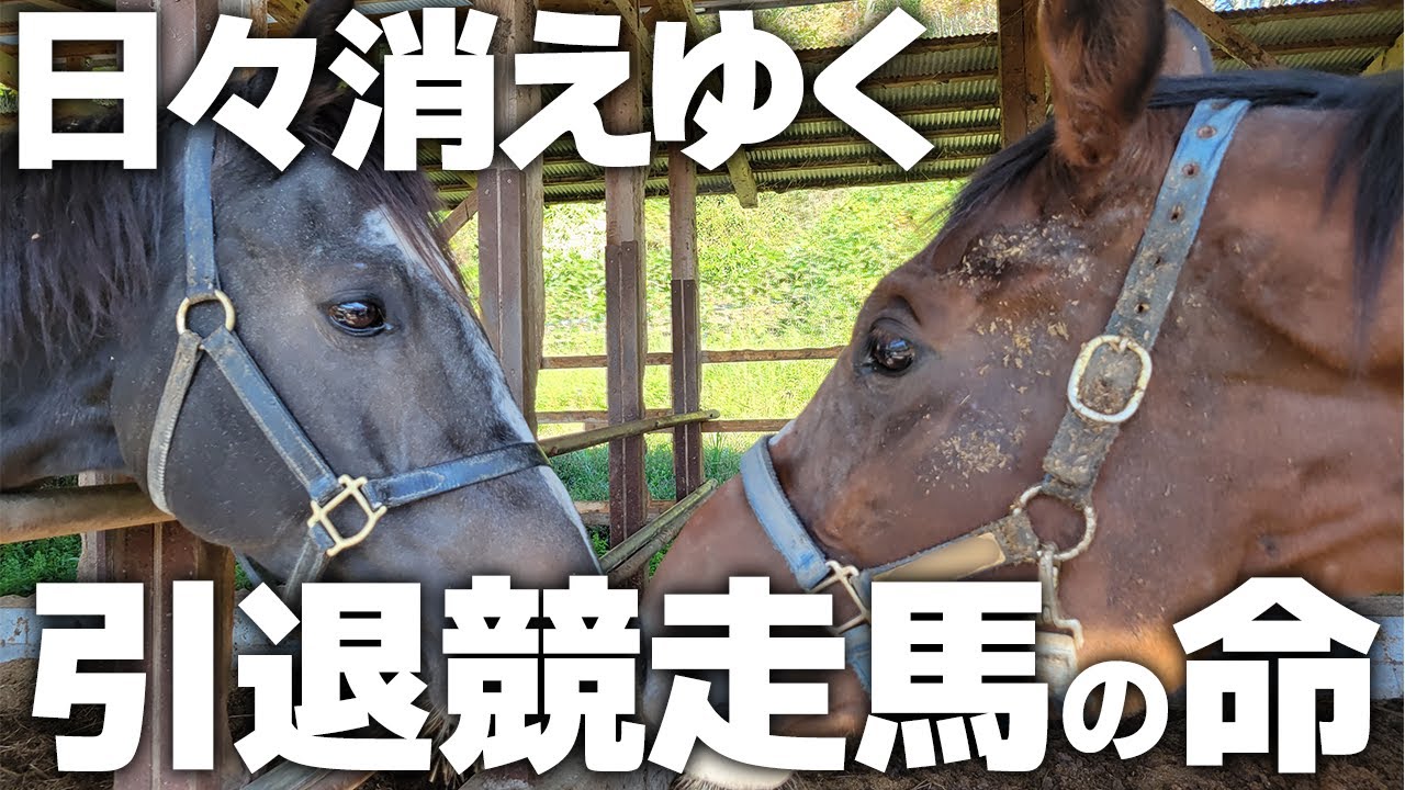 日々消えゆく引退競走馬の命